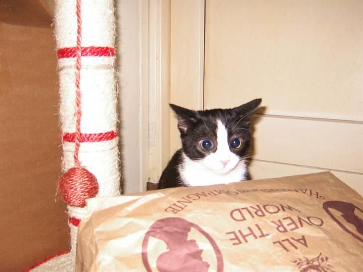 Huskat Trille - "TARGET LOCKED" billede 13