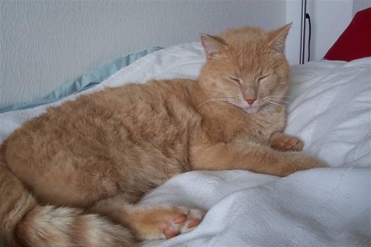 Blanding af racer ¤¤¤ Mikkel¤¤¤ R.I.P~~~ - Han elsker at slappe af. billede 1