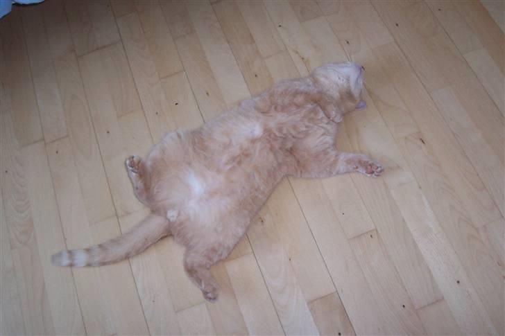 Blanding af racer ¤¤¤ Mikkel¤¤¤ R.I.P~~~ - Er også som en hund,vil kløs på maven.... billede 2