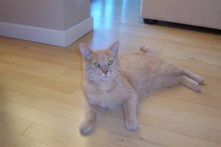 Blanding af racer ¤¤¤ Mikkel¤¤¤ R.I.P~~~ billede 3