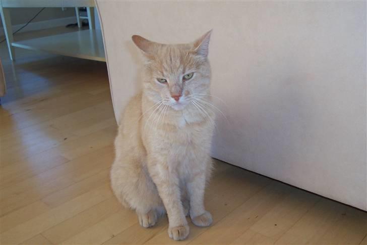 Blanding af racer ¤¤¤ Mikkel¤¤¤ R.I.P~~~ billede 5