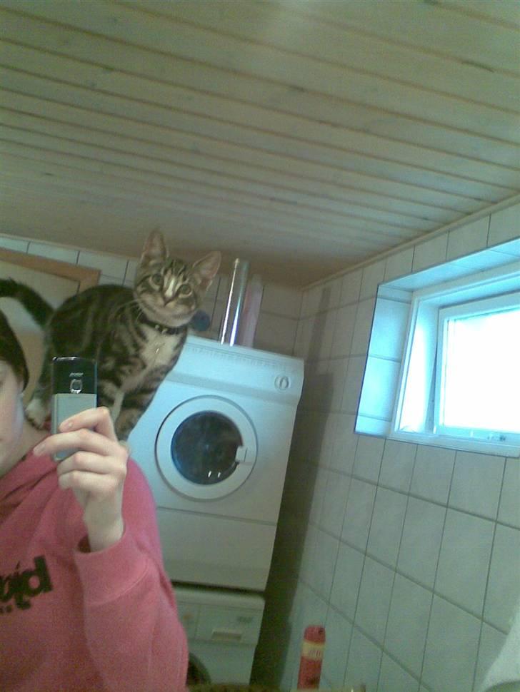 Blanding af racer Oscar billede 10