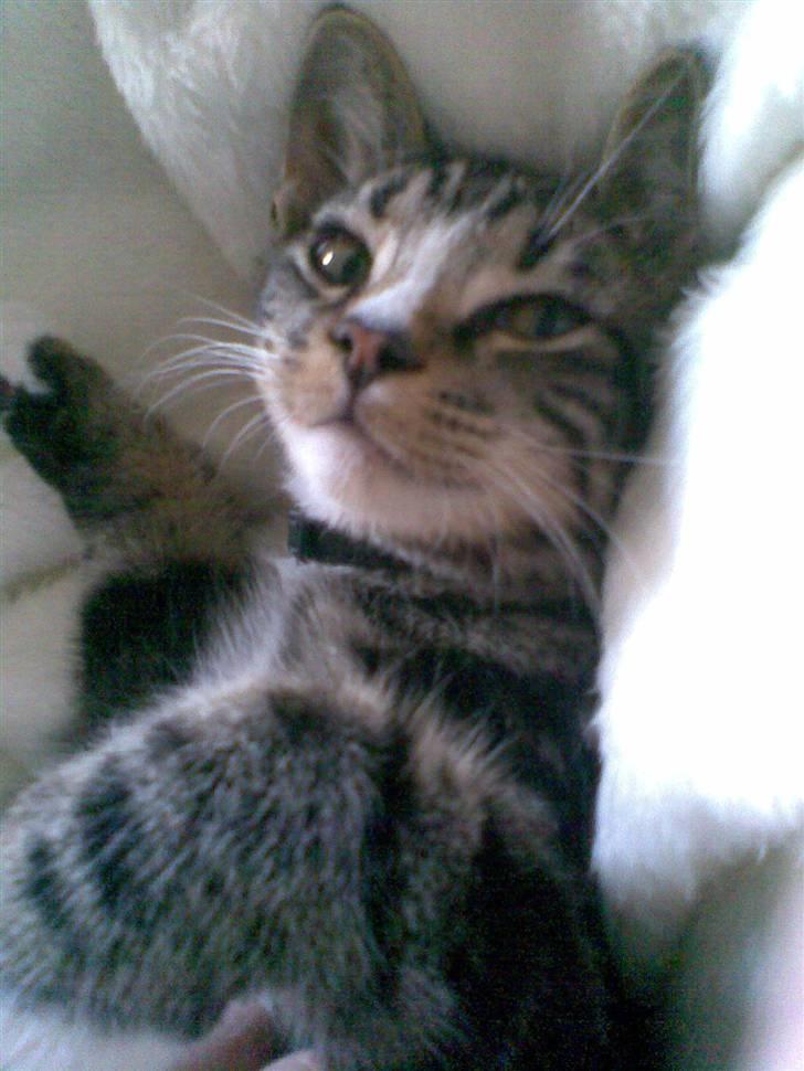 Blanding af racer Oscar billede 11