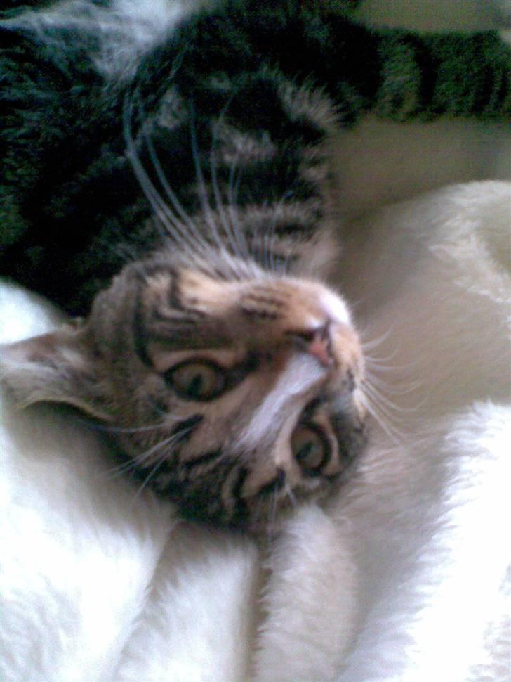 Blanding af racer Oscar billede 12