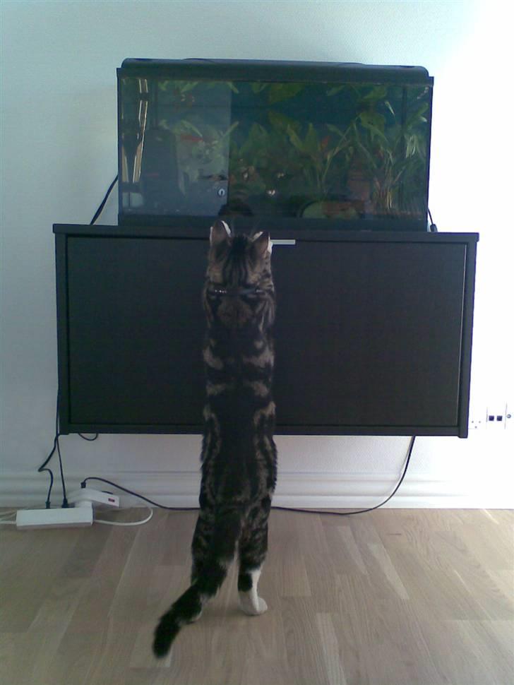 Blanding af racer Oscar - mums, hvor ville jeg gerne smage en lille fisk! billede 13