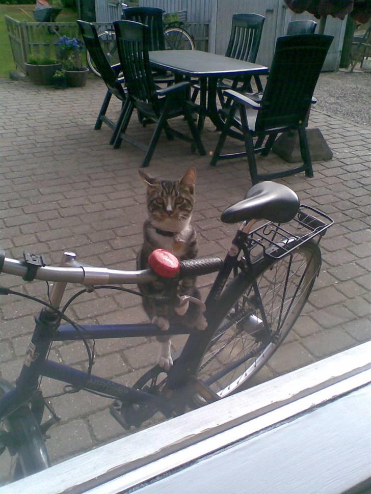 Blanding af racer Oscar - ja, cykle kan jeg også :) billede 14