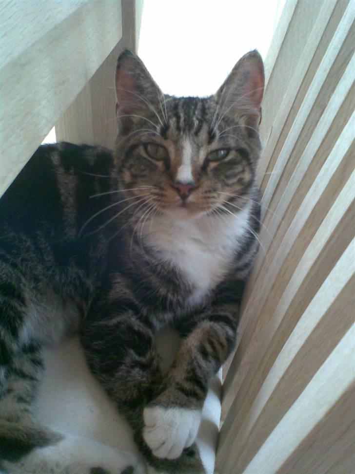 Blanding af racer Oscar billede 15