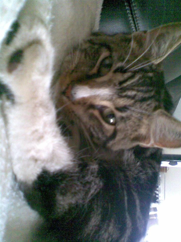 Blanding af racer Oscar billede 16