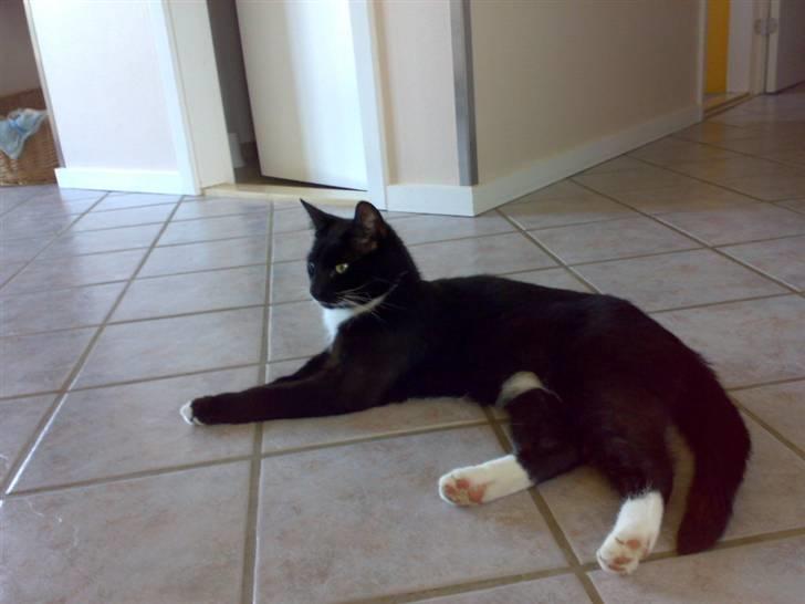 Huskat Futte - bror til manse billede 20