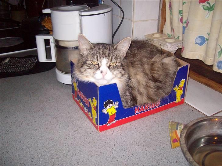 Blanding af racer malli R.I.P - skøre malli billede 2