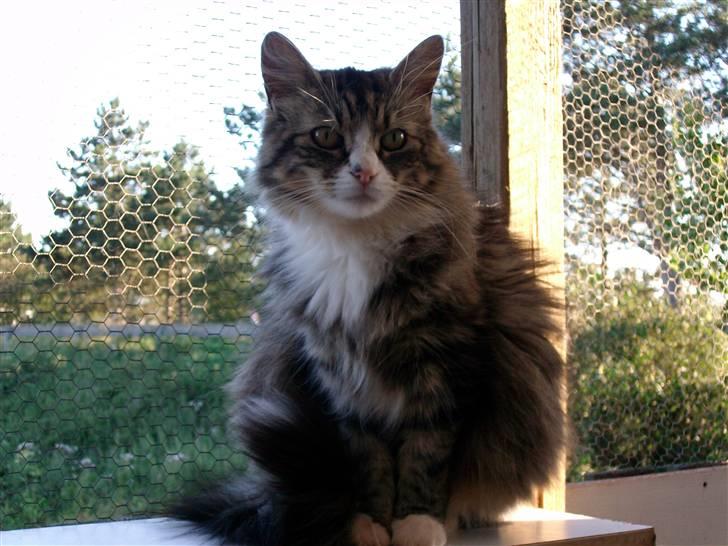 Blanding af racer malli R.I.P - heey kigger du på mig? billede 3