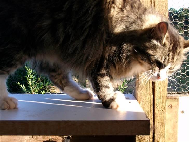 Blanding af racer malli R.I.P - elsk mig ,fodre mig og forlad mig aldrig. nus nus billede 4