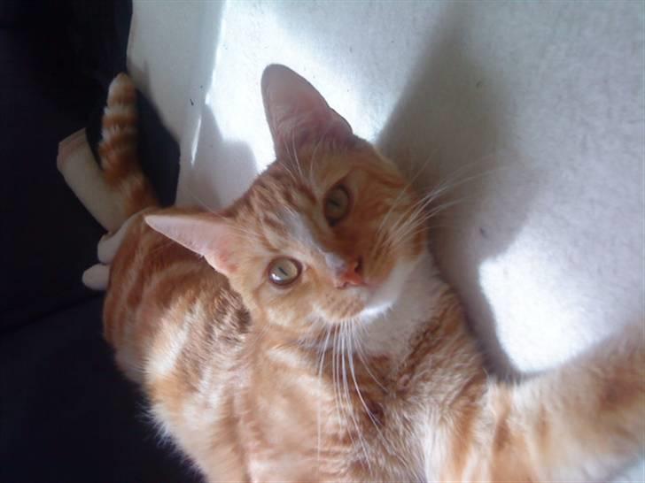 Blanding af racer bølle-mis billede 1