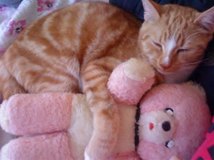 Blanding af racer bølle-mis billede 2