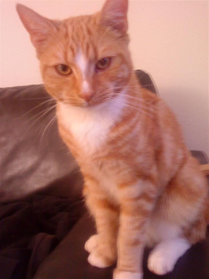 Blanding af racer bølle-mis billede 3