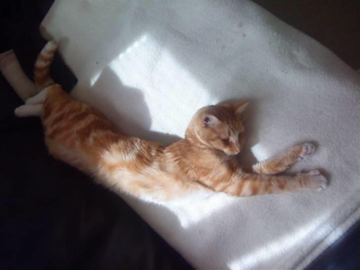 Blanding af racer bølle-mis billede 4