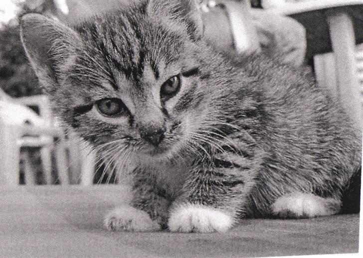 Huskat Mille R.I.P. - Det allerførste billed af Mille billede 9