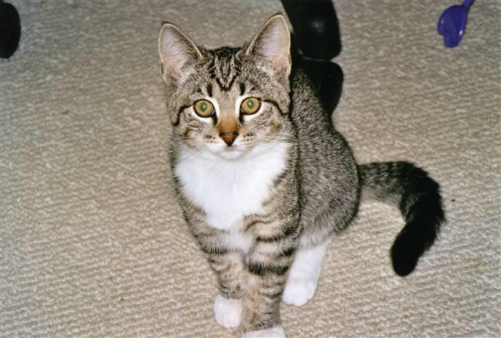 Huskat Mille R.I.P. - Søde Mille som killing billede 10