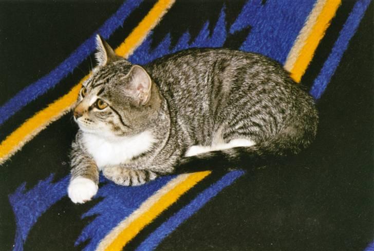 Huskat Mille R.I.P. - Mille har vidst fået øje på noget spændende.. billede 11