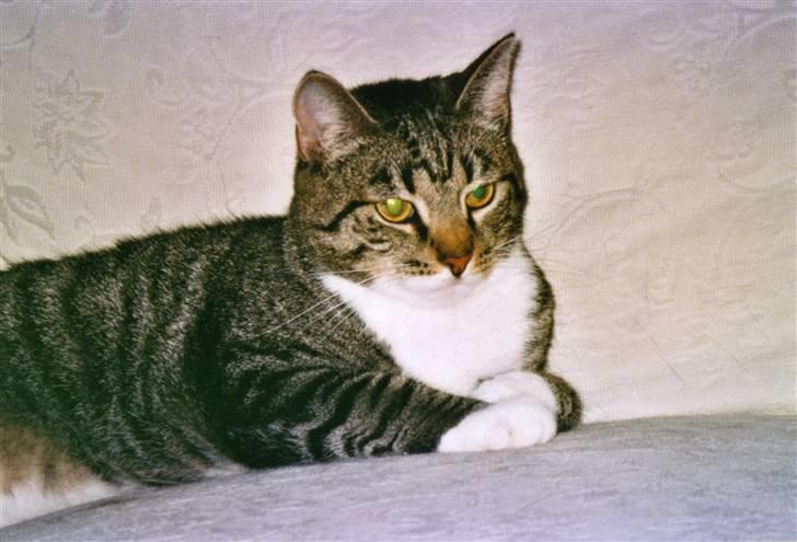 Huskat Mille R.I.P. - Lad mig nu være.. billede 12