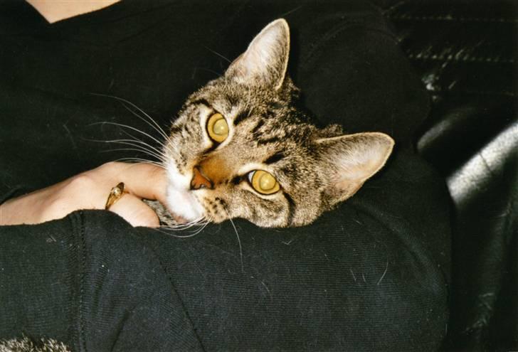 Huskat Mille R.I.P. - Help me! billede 13