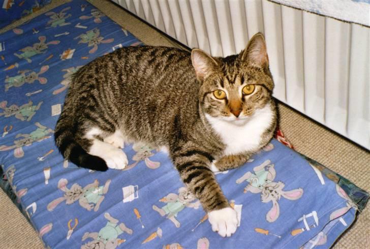 Huskat Mille R.I.P. - Mille tager en slapper billede 14