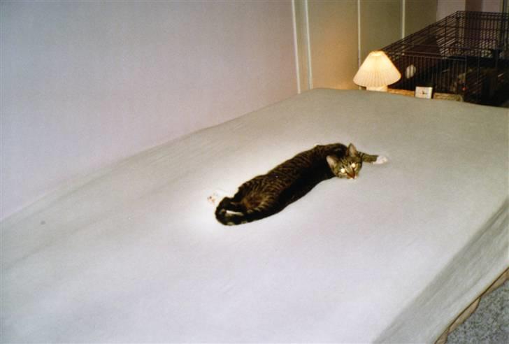 Huskat Mille R.I.P. - Nixen, jeg flytter mig ikke! billede 15