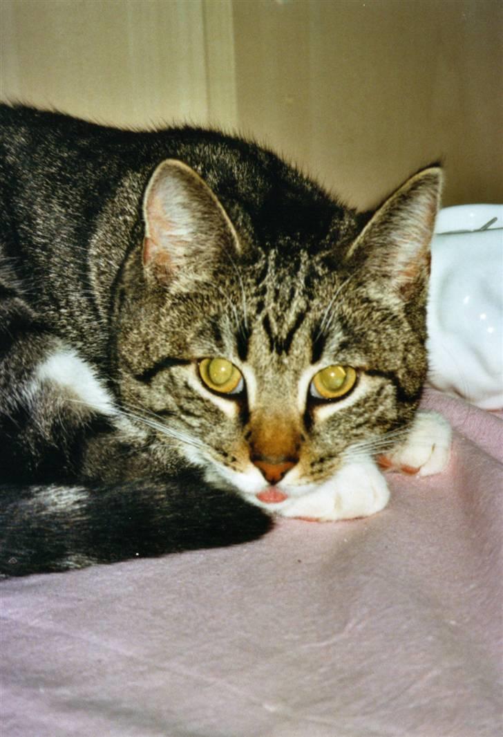 Huskat Mille R.I.P. - Mille rækker tunge.. billede 16