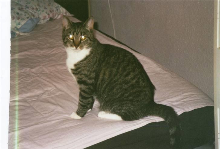 Huskat Mille R.I.P. - Fine Mille igen igen billede 17