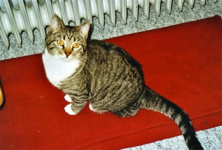 Huskat Mille R.I.P. - Og endnu engang billede 18