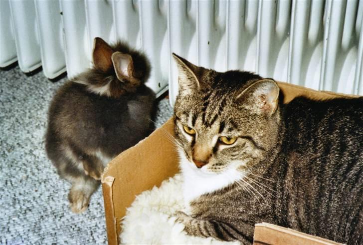 Huskat Mille R.I.P. - Mille sammen med min søde kanin Sonic billede 19