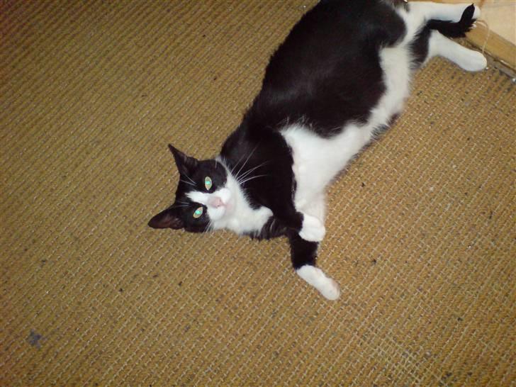 Huskat Trille billede 14