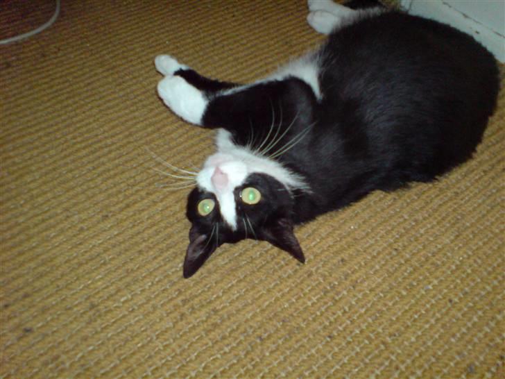 Huskat Trille billede 15