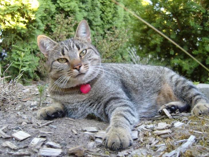 Huskat Thyra billede 1