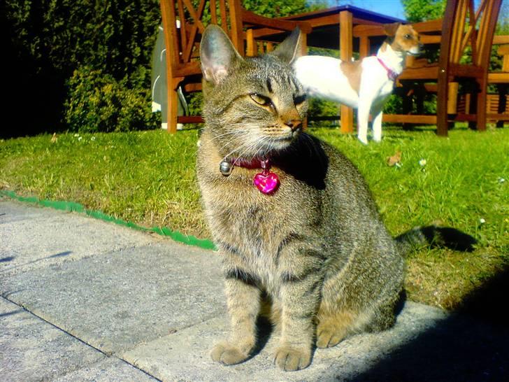 Huskat Thyra billede 2