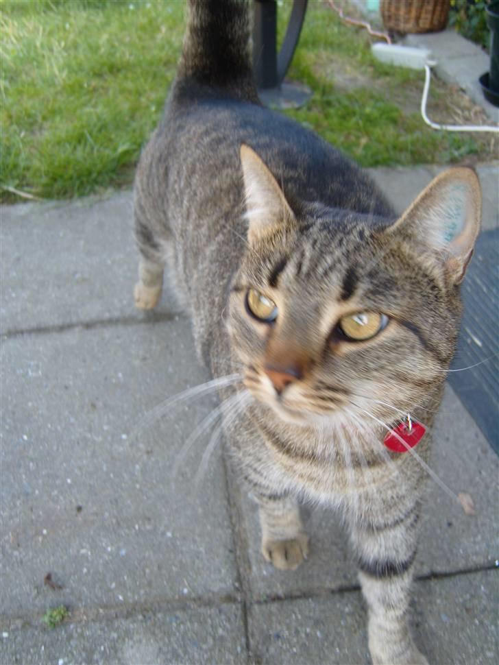 Huskat Thyra billede 3