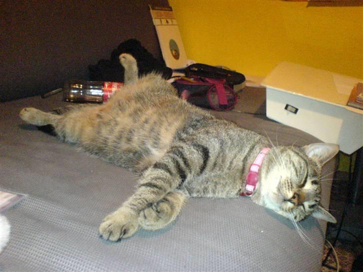 Huskat Thyra billede 4