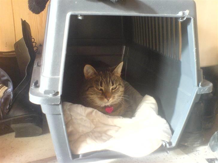 Huskat Thyra billede 5