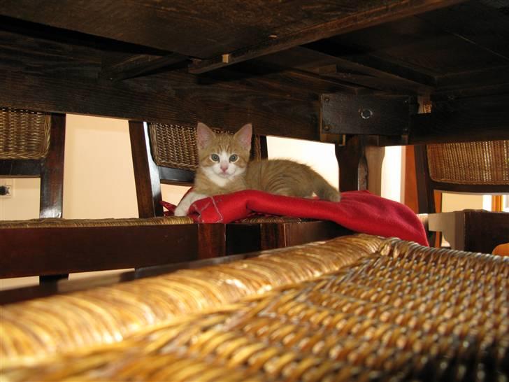 Huskat Dumle - Tager lille en slapper på tæppet. billede 9