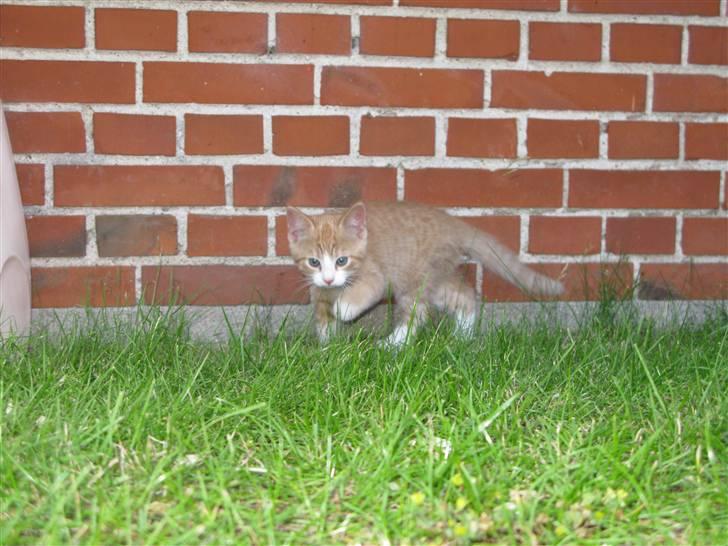 Huskat Dumle - På opdagelse.. billede 10