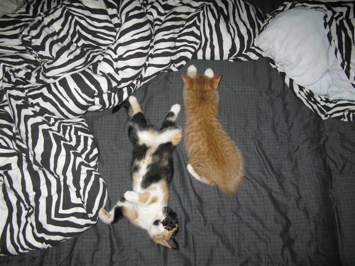 Huskat Dumle billede 11