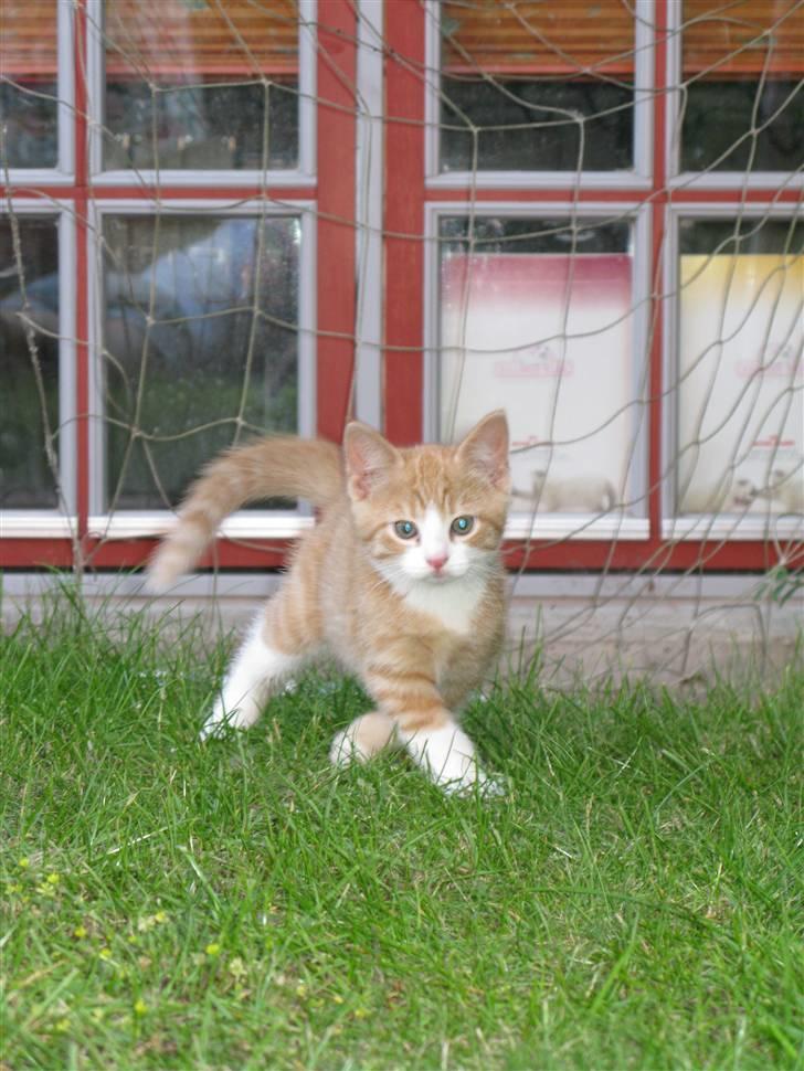 Huskat Dumle billede 12