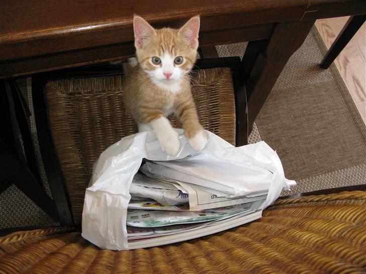 Huskat Dumle - Må jeg ikke kigge i posen ? billede 13