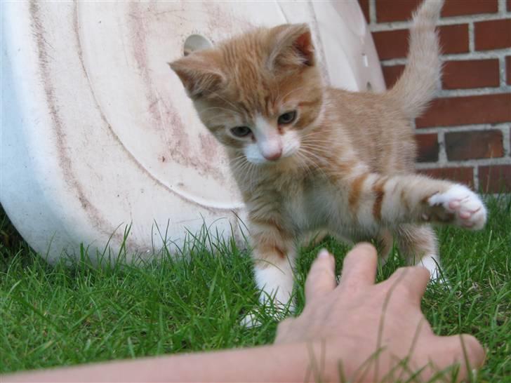 Huskat Dumle billede 14