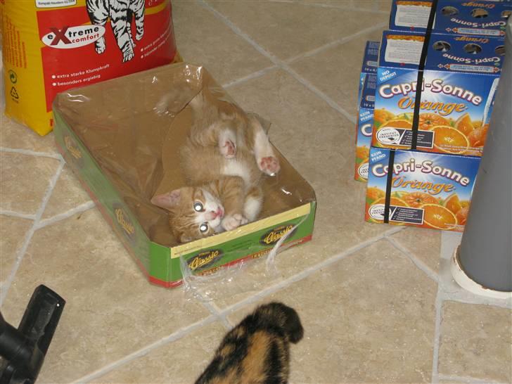 Huskat Dumle - Leger i en ølkasse (: billede 15