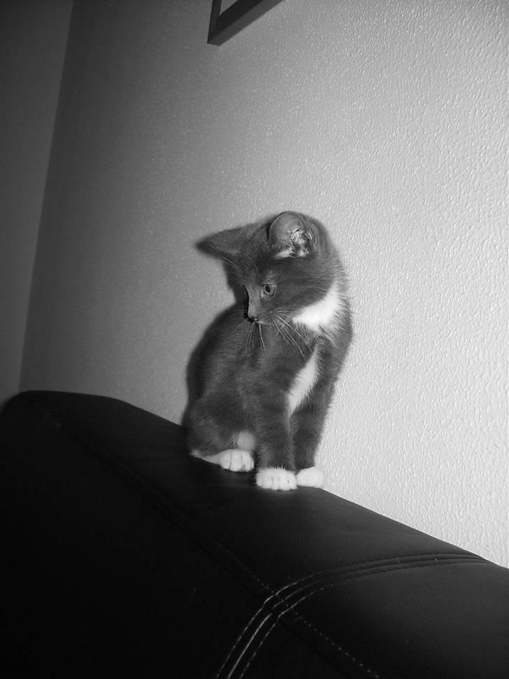 Huskat Batman billede 1