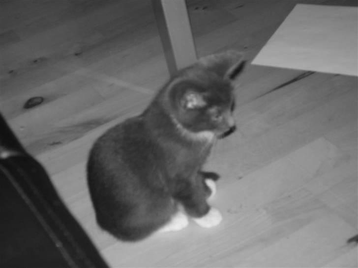 Huskat Batman billede 2