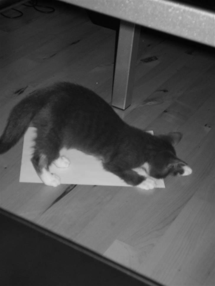 Huskat Batman billede 3