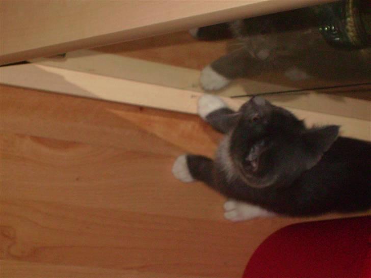 Huskat Batman - Hva saten! Der er to! billede 4