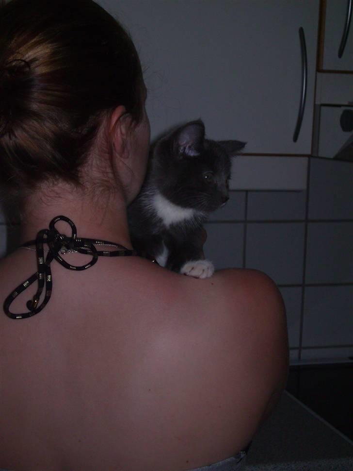 Huskat Batman billede 5